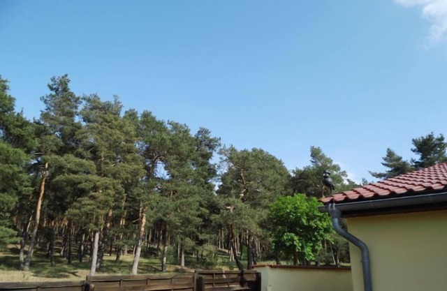 World Heritage town of Quedlinburg Wernigerode Animal park & ⛱️Freibad in the town 🚂Brockenbahn