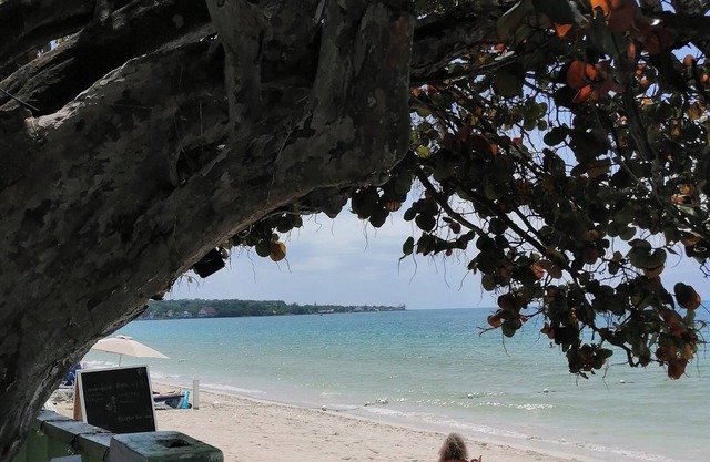 Yoga Dreams Negril