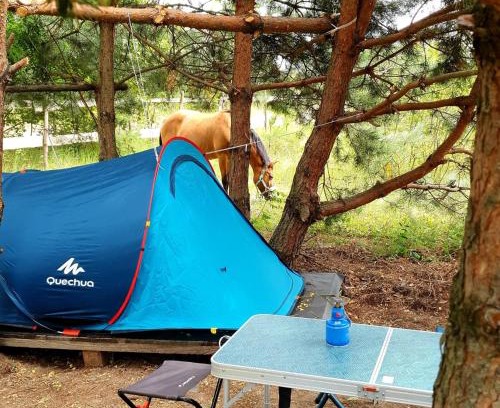 Lesniki Other | Кемпінг у кінному клубі