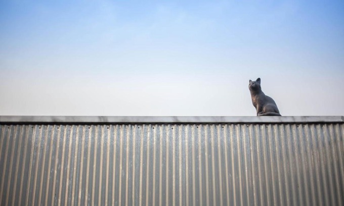 Yangyang House | 양철지붕위의 고양이Cat on a Hot Tin Roof