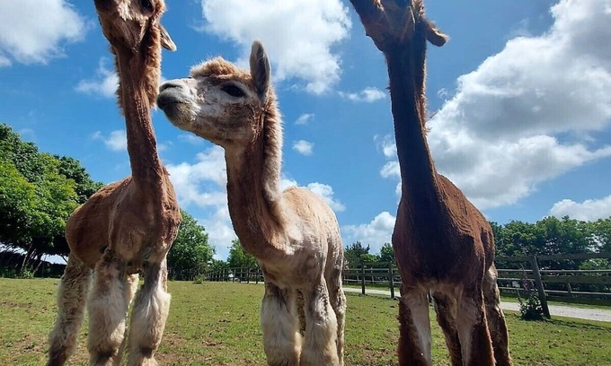 Redruth House | 1 bedroom barn conversion on smallholding with alpacas, goats and pigs