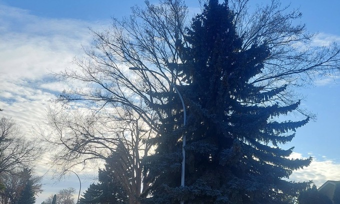 Sherwood Park House | 1 bedroom suite,with private entrance, in safe,quiet tree lined neighborhood.