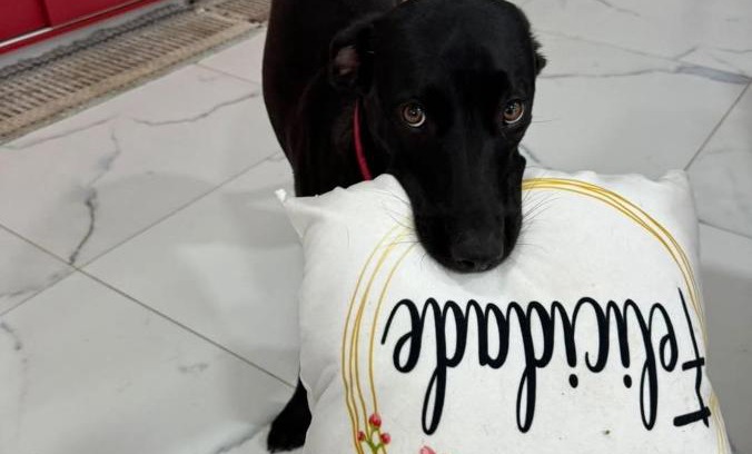 Jardim Aruan House | 11Suites casa Suite #8