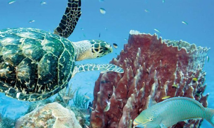 Le Gosier Apartment | 3 room apt. for 2-6 people, sea view, pool, air conditioning; Guadeloupe centre