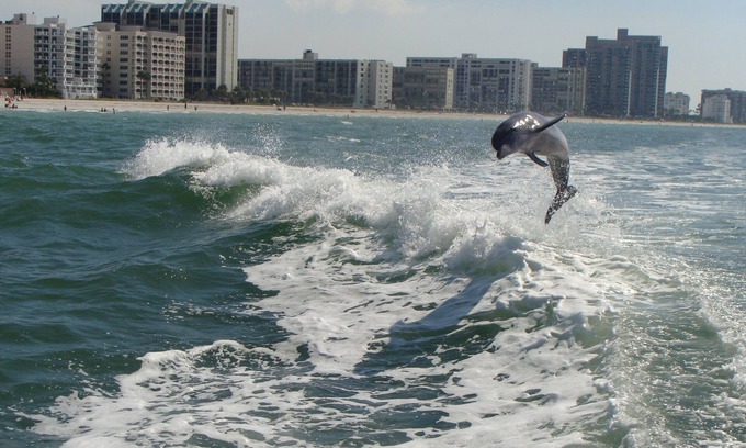 Sand Key Condo | 30-40% discount for 2025-Gorgeous Hideaway on the Beach-Crescent Beach Club