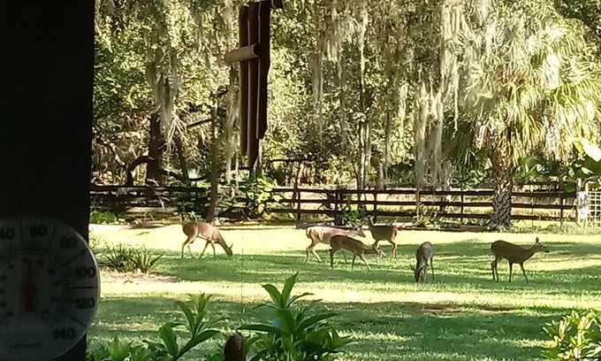 Sorrento House | 40 minutes to Disney...straight down Sr 417....near Mt Dora and Eustis..