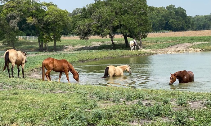 Brenham Apartment | 6 Suites on 73 Acres - 10min to Round Top - halfway between Austin & Houston