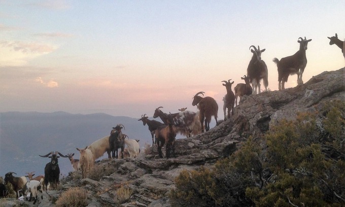 Monte Apartment | A Cima, a traditional Corsican house in the Castagniccia