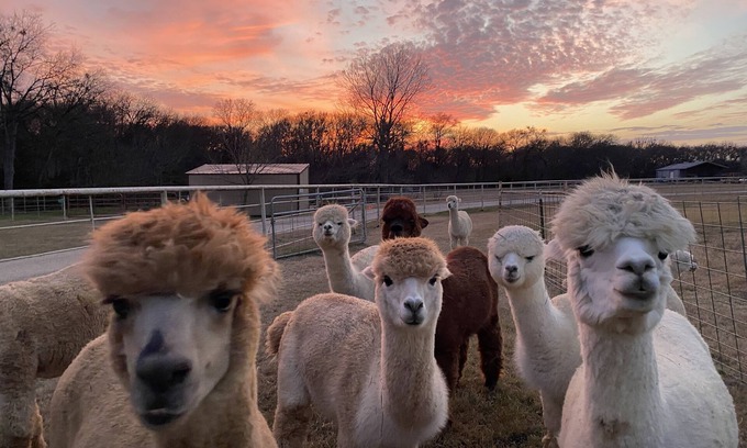 Maypearl House | A Magical Getaway with Alpacas