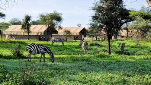 Sinoni Other | Africa Safari South Serengeti Ndutu Camping