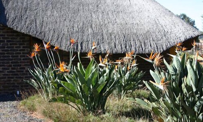 Mkhondo Bed & Breakfast | African Flair Country Lodge
