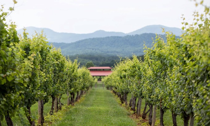 Afton Cabin | Afton Mtn. Vineyards: Damy | 1 Bed, 1 Bath