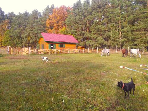 gmina Przytoczna Ski Chalet | Agroturystyka Polana Harmonii