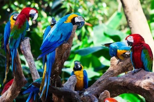 Punchana Other | Amazon Jaguar Adventure & Lodge