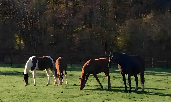 Weilrod Apartment | Apartment 'Junior Suite' with Balcony, Shared Terrace and Wi-Fi