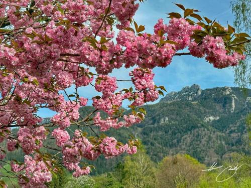 Hohenaschau im Chiemgau Apartment | Apartment Kampenwand