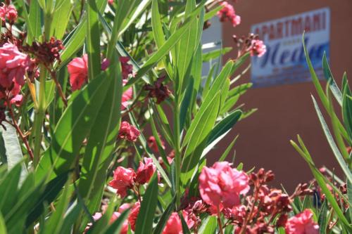 Suha Punta Apartment | Apartments Neda