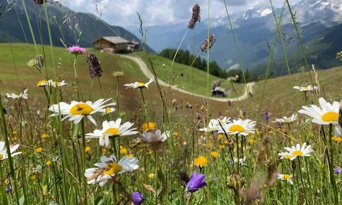 Predoi Apartment | Appartament Anna 4