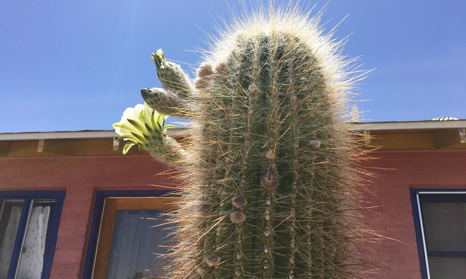 Panorama Heights Cabin | Artistic, Cool & Comfy Cabin Rental in Joshua Tree