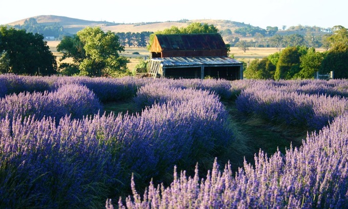 Millthorpe House | Ashburton Lavender Farm Stay