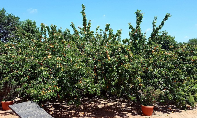 Cerveteri Other | Azienda Agricola Sinisi
