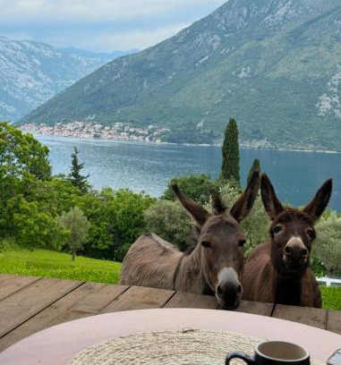 Kotor Municipality Other | Baloo Zone