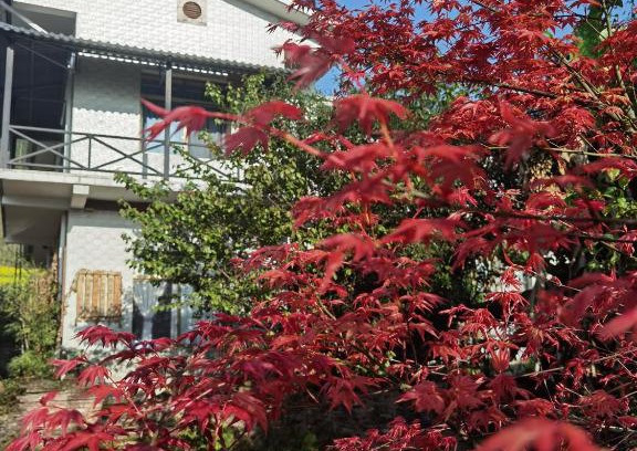 Yucheng District Villa | Banshan Yard