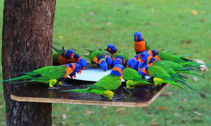 Batchelor Resort | Batchelor Holiday Park