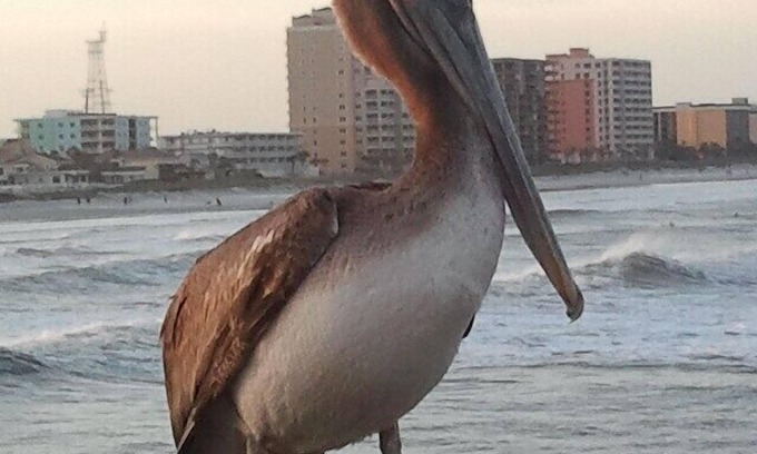 Jacksonville Beach Condo | Beach lovers Dream - BIG LUXURY CONDO! 1500sf