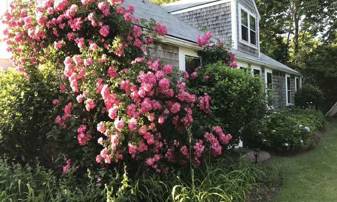 Monomoy Cottage | Beachfront Monomoy cottage right on the beach.