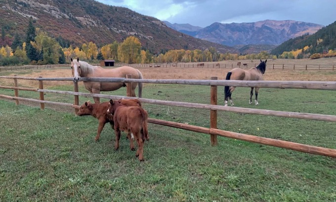Somerset Cabin | Bear Creek Hideaway Log Cabin on River Fishing & WiFi on Kebler Pass