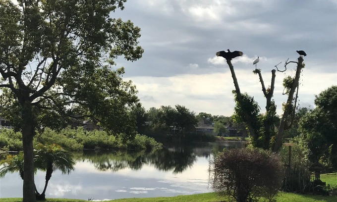 Land O' Lakes House | Beautiful bird sanctuary on the lake