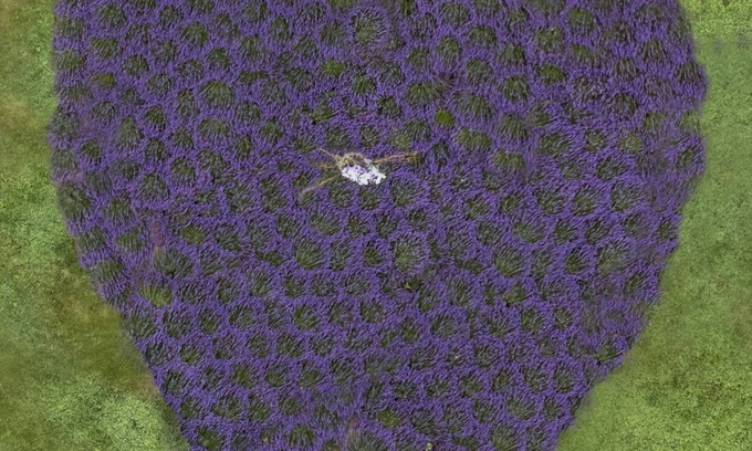 Washington Cottage | Beautiful Cottage on a Lavender Farm in the Blue Ridge Mountains
