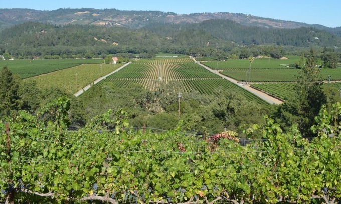 St. Helena House | Beautiful Home Nestled in the Vines