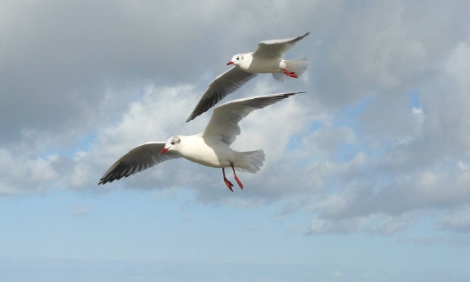 Vollerwiek Apartment | Beautiful thatched house near the North Sea. In 10 minutes by car in St. Peter-Ording.