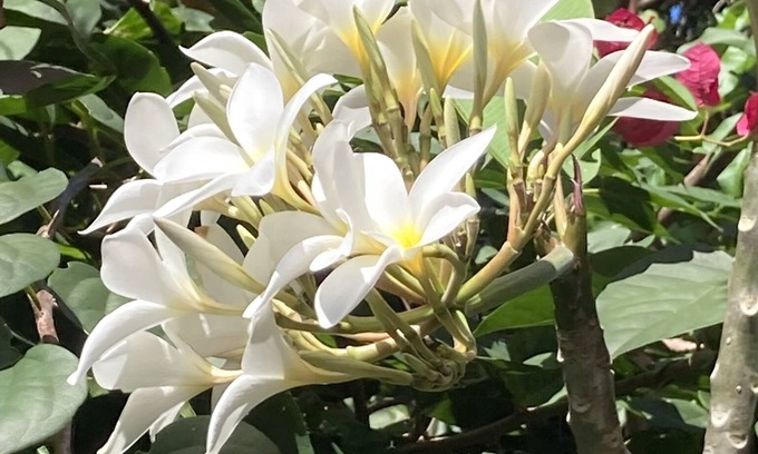 Maria Farinha House | Beautiful tropical garden seconds to the beach