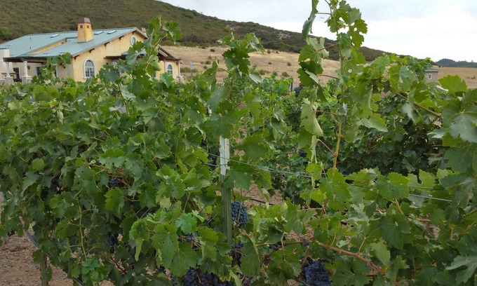 Clear Lake Villa | Beautiful Wine Ranch Vineyard Setting