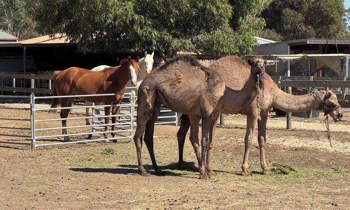 Bagshot Cottage | Bendigo Farm Stay