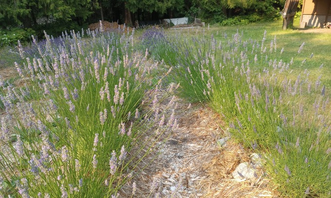 Fauquier Cottage | Big Bud Lavender, Hot Springs and Golf @ the Cozy W. Kootenay Lavender Cottage
