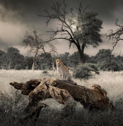 Kunene House | Big Cats Namibia Farmstay & Tours
