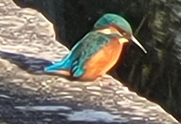 Aller Other | Bimble Lodge