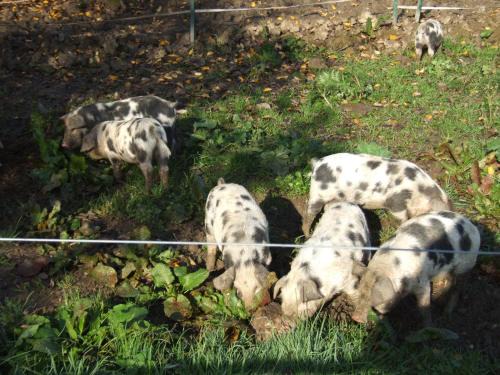 Egglham Bed & Breakfast | Biohof Hausberg