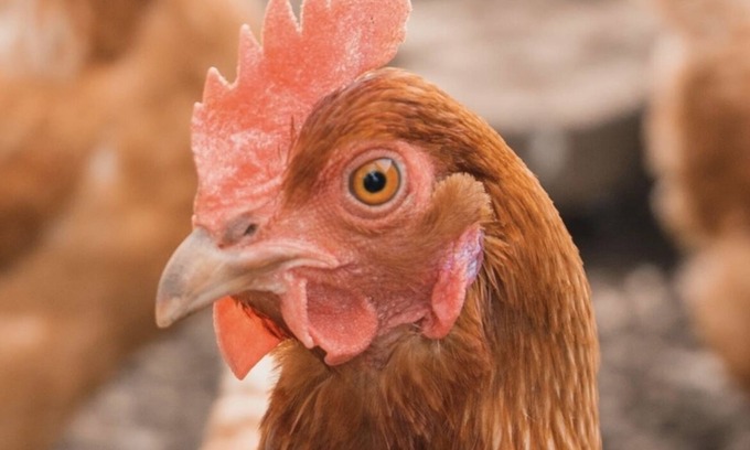 Loveland House | Brand New Listing ! Loveland Bear Chicken house, organic eggs daily remodeled