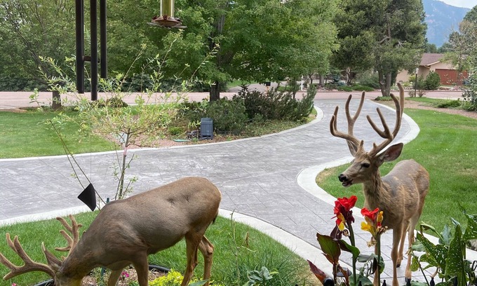 Broadmoor House | Broadmoor-Pool Mountain Theater Rm 4 Bedroom 3 Bath STR-25-0550