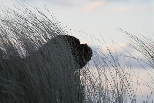 Bakenberg Apartment | Bungalow RUHE UND STURM direkt am STRAND mit KAMIN nur für ERWACHSENE