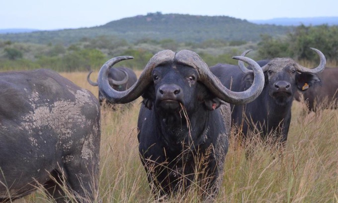 Vaalwater Cabin | Bushwa Private Game Lodge