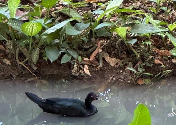 Chachagua Cabin | Cabañas Del Lago . Bungalows