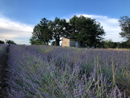 Saignon Cabin | Cabanon du berger