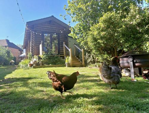 Charing House | CABIN in hosts huge garden CHILD FRIENDLY with Hens Kittens firepit Marshmallows