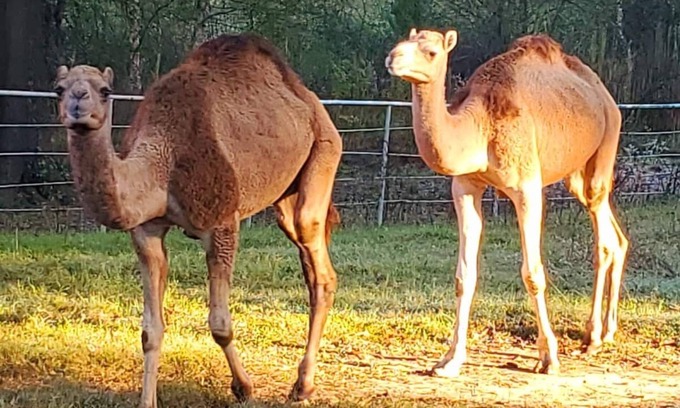 Big Sandy House | Camels, Yellow Cabin and more! Unique ranch!